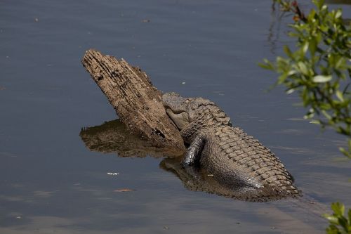 alligator log water