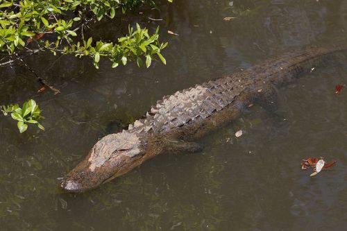 alligator water sunning