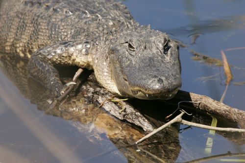 alligator water sunning