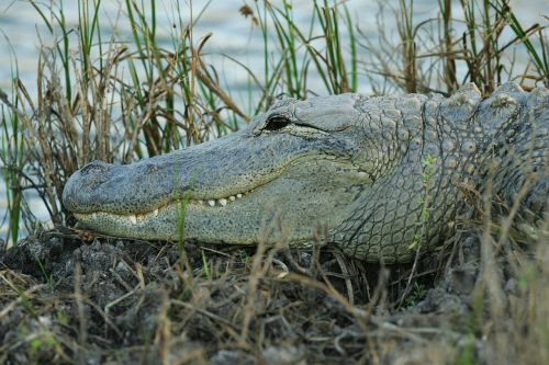 alligator water sunning