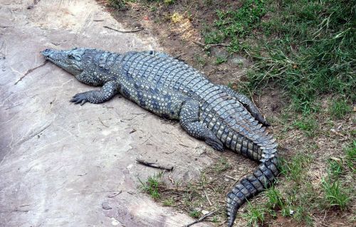 alligator gator reptile