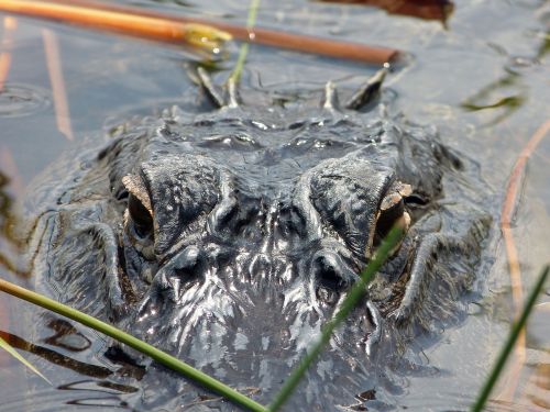 alligator florida everglades