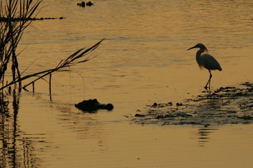 Alligator And Egret