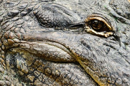 alligator eye head wildlife