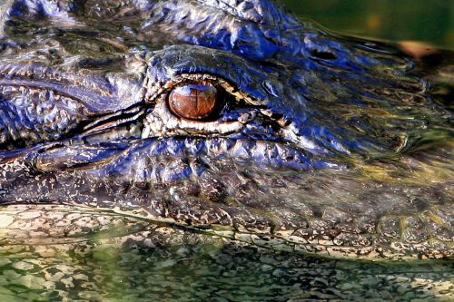 alligator eye head wildlife