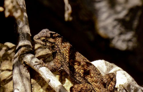 alligator lizard male scales
