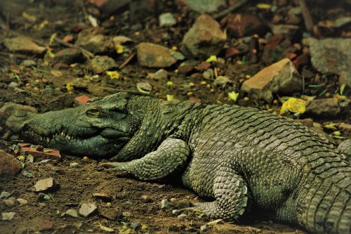 alligator mississipiensis alligator reptile