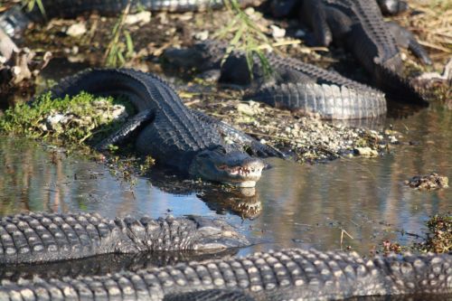 alligators bank shore