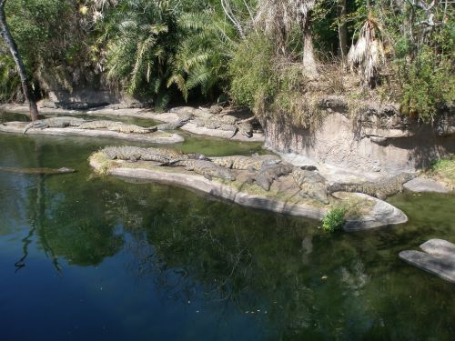 alligators florida reptile