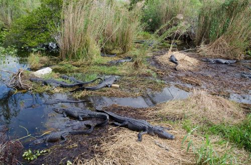 alligators gators gator