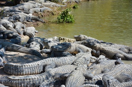 alligators  wild  crocodile