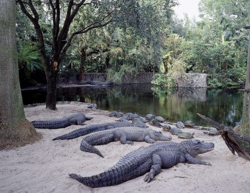 alligators sunning resting