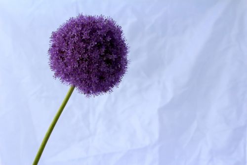 allium purple ball