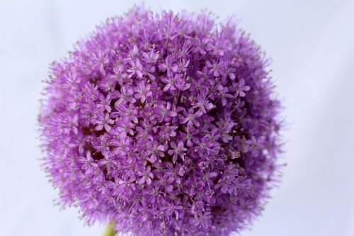 allium purple ball