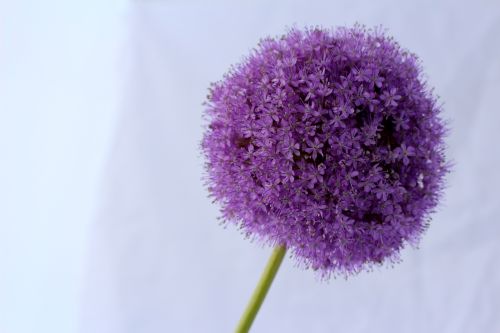 allium purple ball