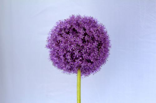 allium purple ball