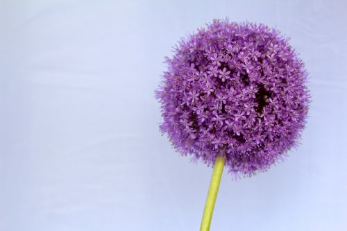 allium purple ball