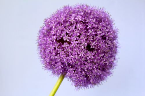 allium purple ball