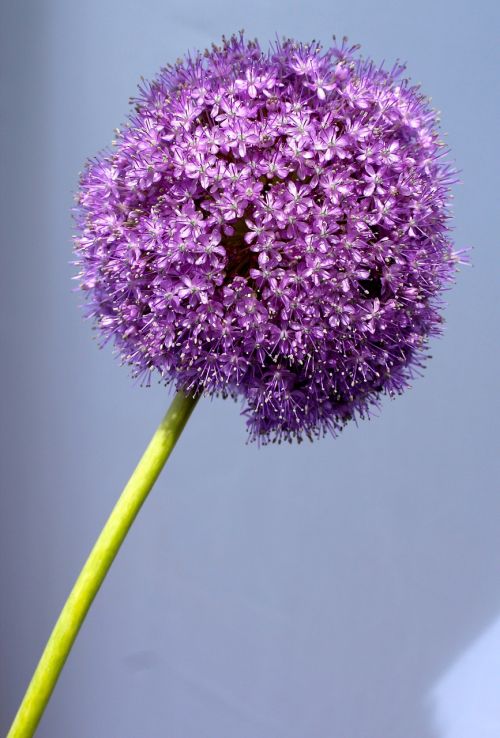 allium purple ball