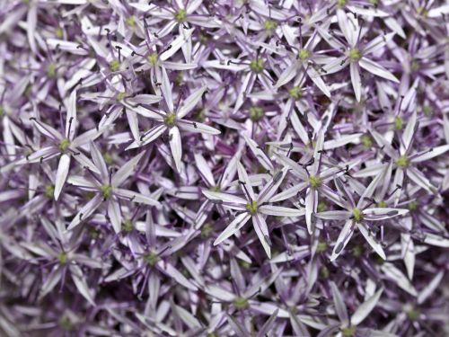 allium flower purple