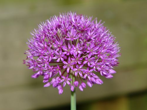 allium ui ornamental onion