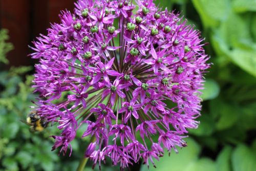allium flower ornamental onion