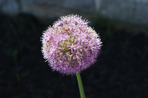 allium onion flower flower