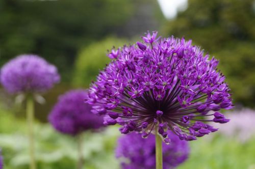 allium ornamental onion violet
