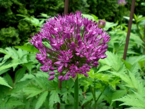 allium sphaerocephalon leek flower