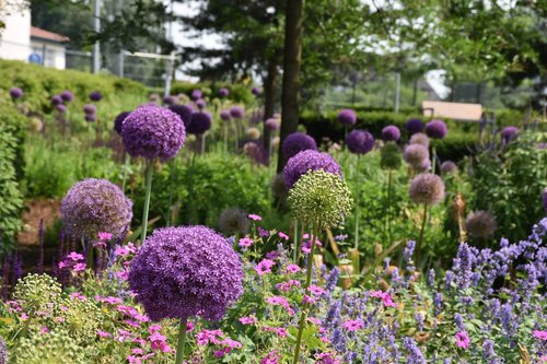 allium  plant  ornamental onion