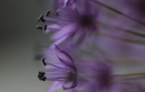 allium flowers plant