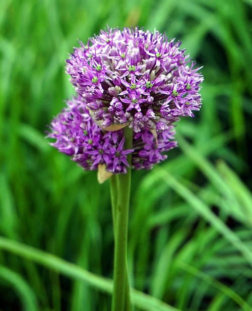 allium  ornamental onion  blossom