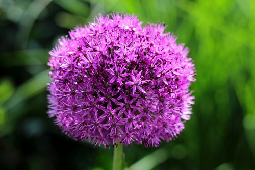 allium  ornamental onion  purple