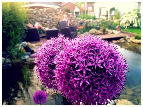 allium ornamental onion garden