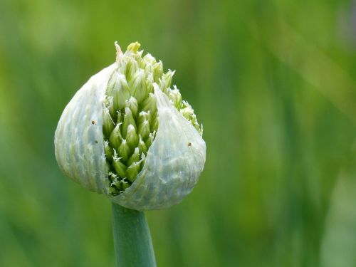 allium fistulosum vegetable garden