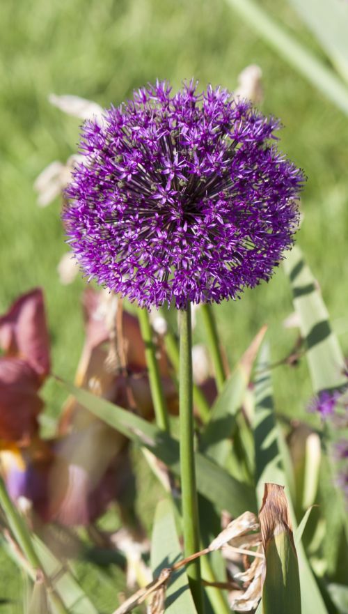 Allium Flower Purple