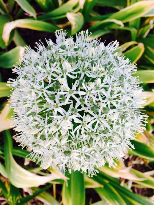 allium giganteum white blossom