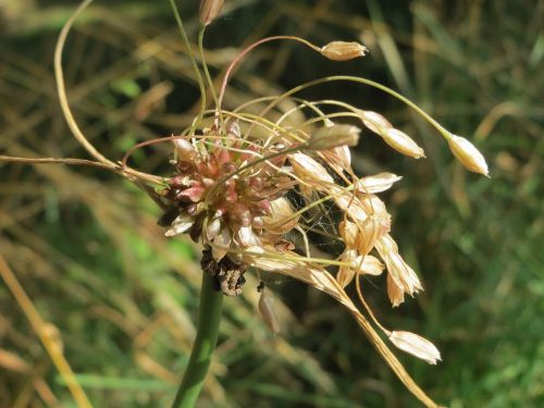 allium oleraceum field garlic inflorescence