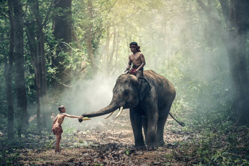children seat elephant