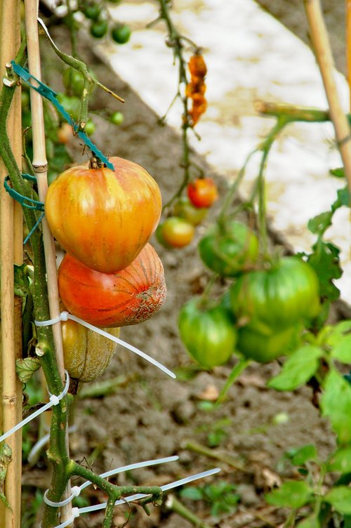 allotment  tomatoes  development