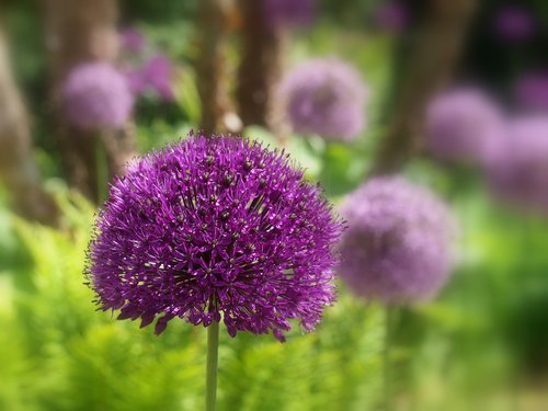 allum  flower  purple
