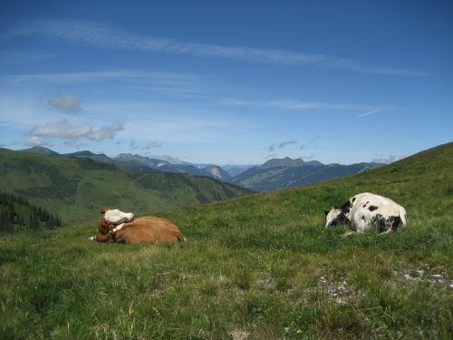 alm cows cow