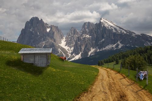 alm alpine cow