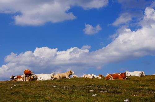 alm cows pasture