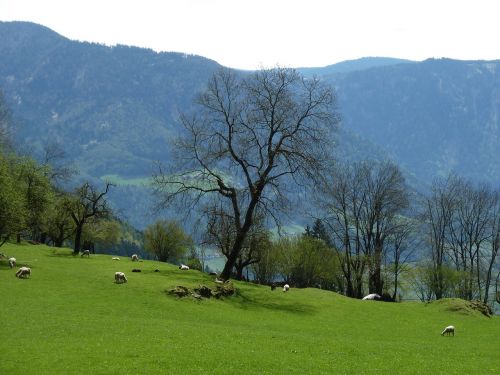alm mountain meadow sheep