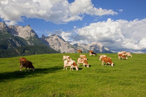 alm pasture mountains