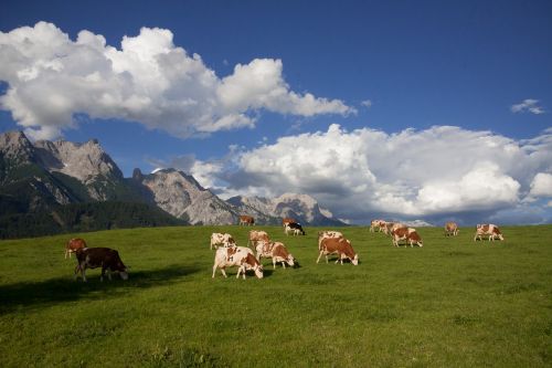 alm pasture mountains