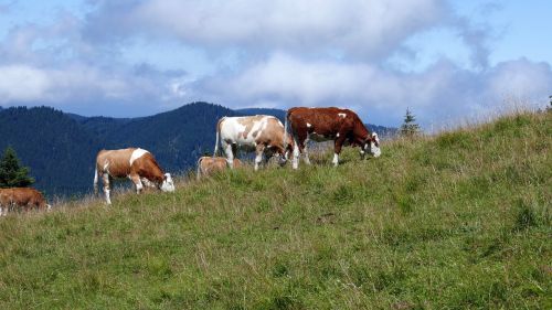 alm pasture cows