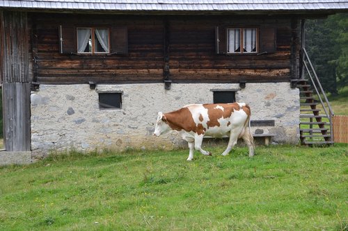 alm  cow  pasture