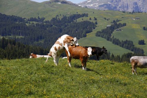 alm cow meadow